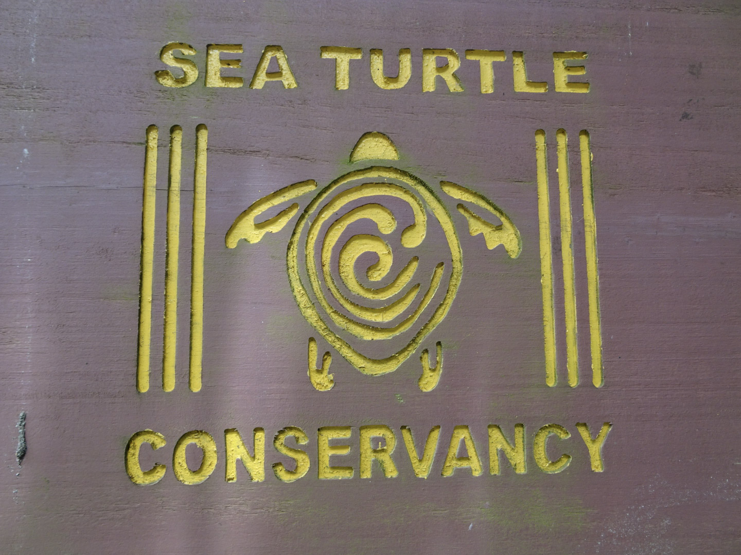 Schildkröten Rettungsgebiet Tortuguero Costa Rica