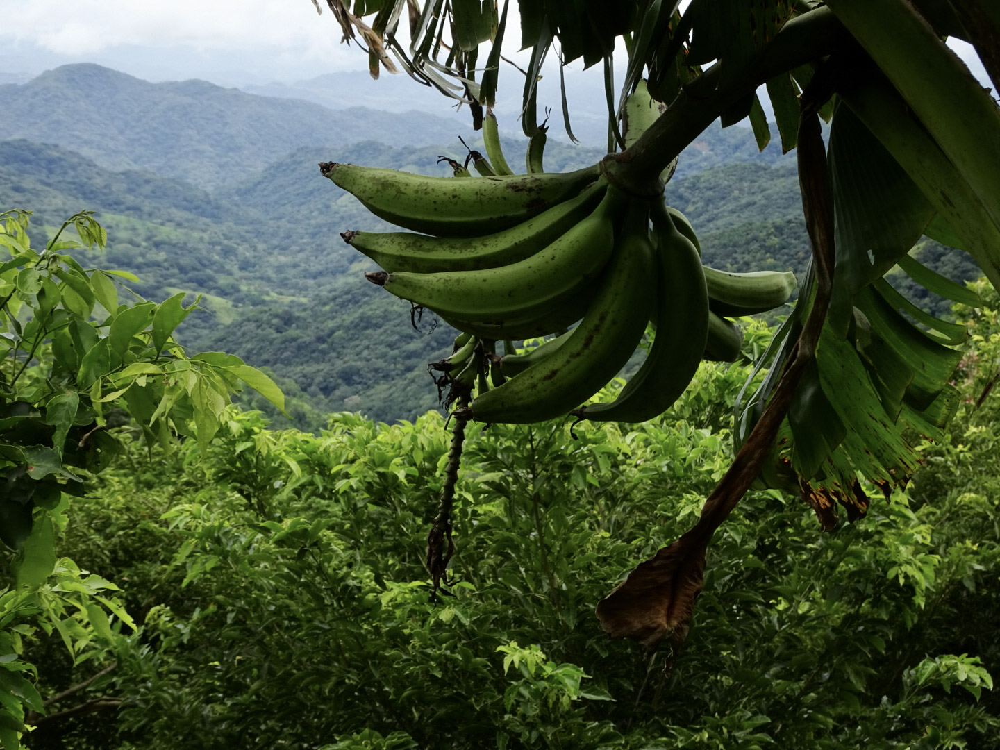 Bananen in Quepos Costa Rica