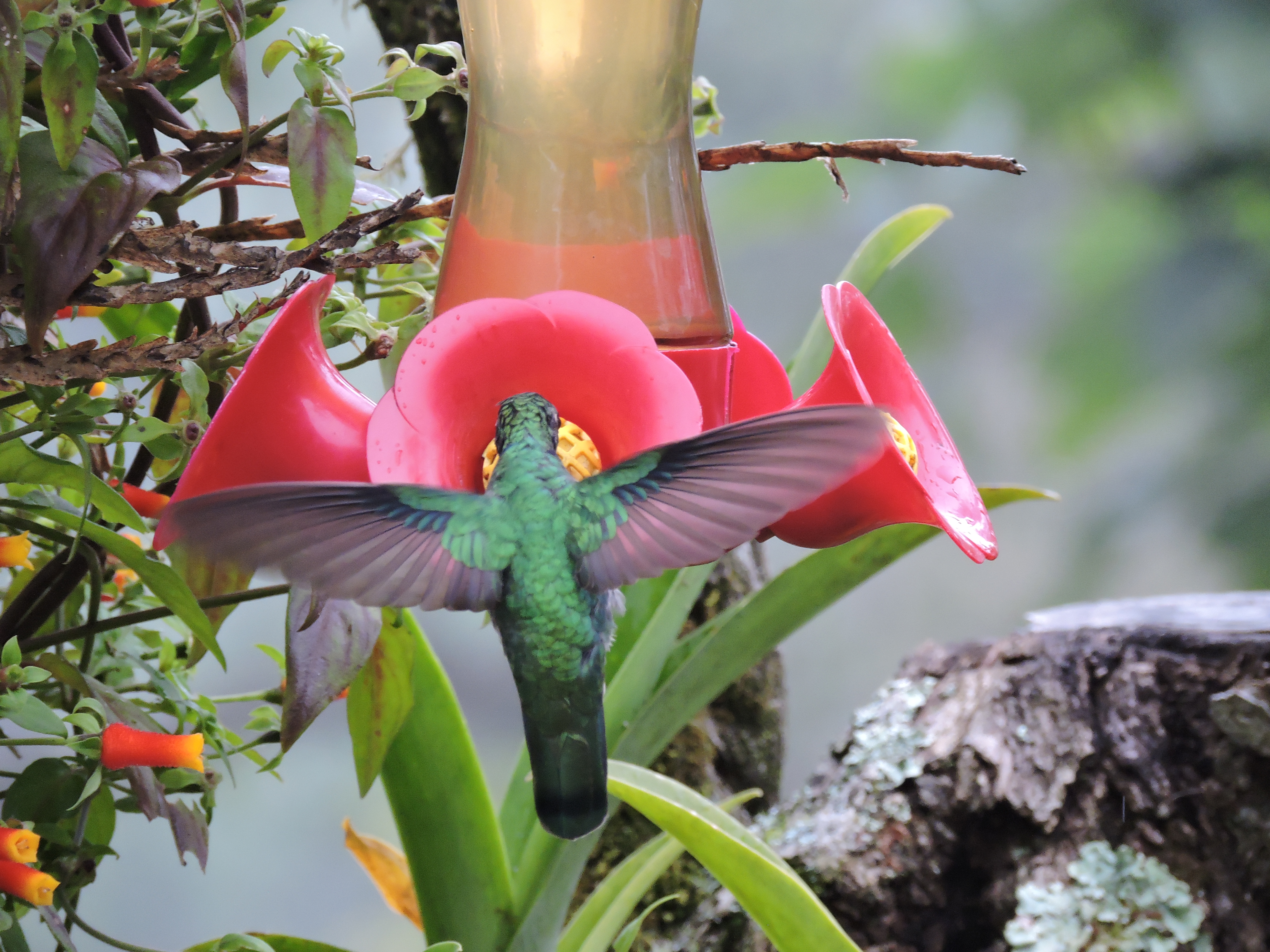 Vogel im Mount Totumas Cloud Forest