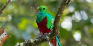 Quetztal grün Panama