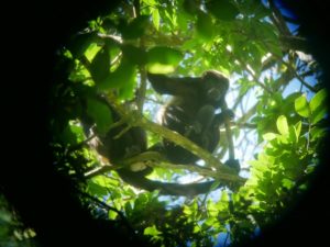 Affe im Regenwald Mount Totumas Cloud Forest_Panama