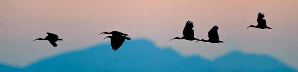 Vögel_Himmel_Brasilien_Reise