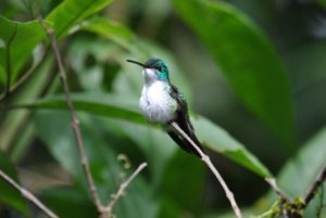 Kolibri_Ecuadorreise