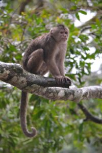 Kapuziner Affe_Ecuador_Reise_mit_Familie