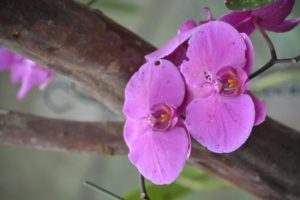 Orchidee_lila_Ecuadorreise