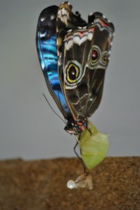 Schmetterling_Mindo_Ecuadorreise_mit Kindern