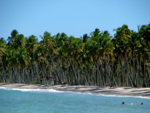 Palmen_Strand_Boipeba_Brasilien