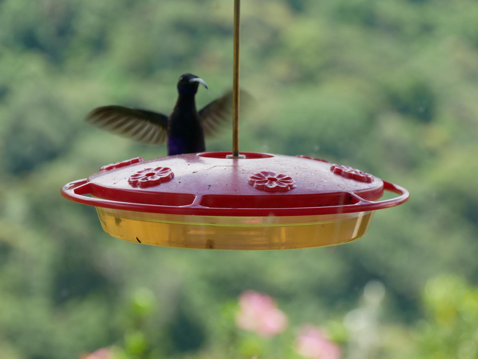 Panama Reise Colibri