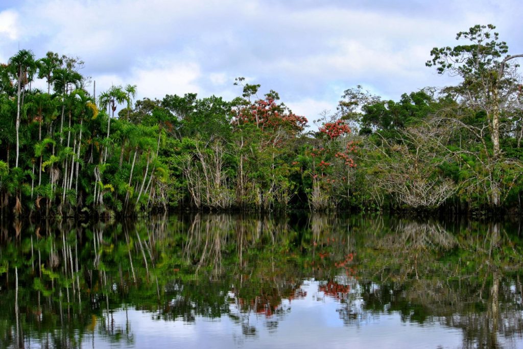 Regenwald Ecuador Hochzeitsreise