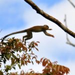 Hochzeitreise Ecuador_Dschungel_Totenkopfaffe