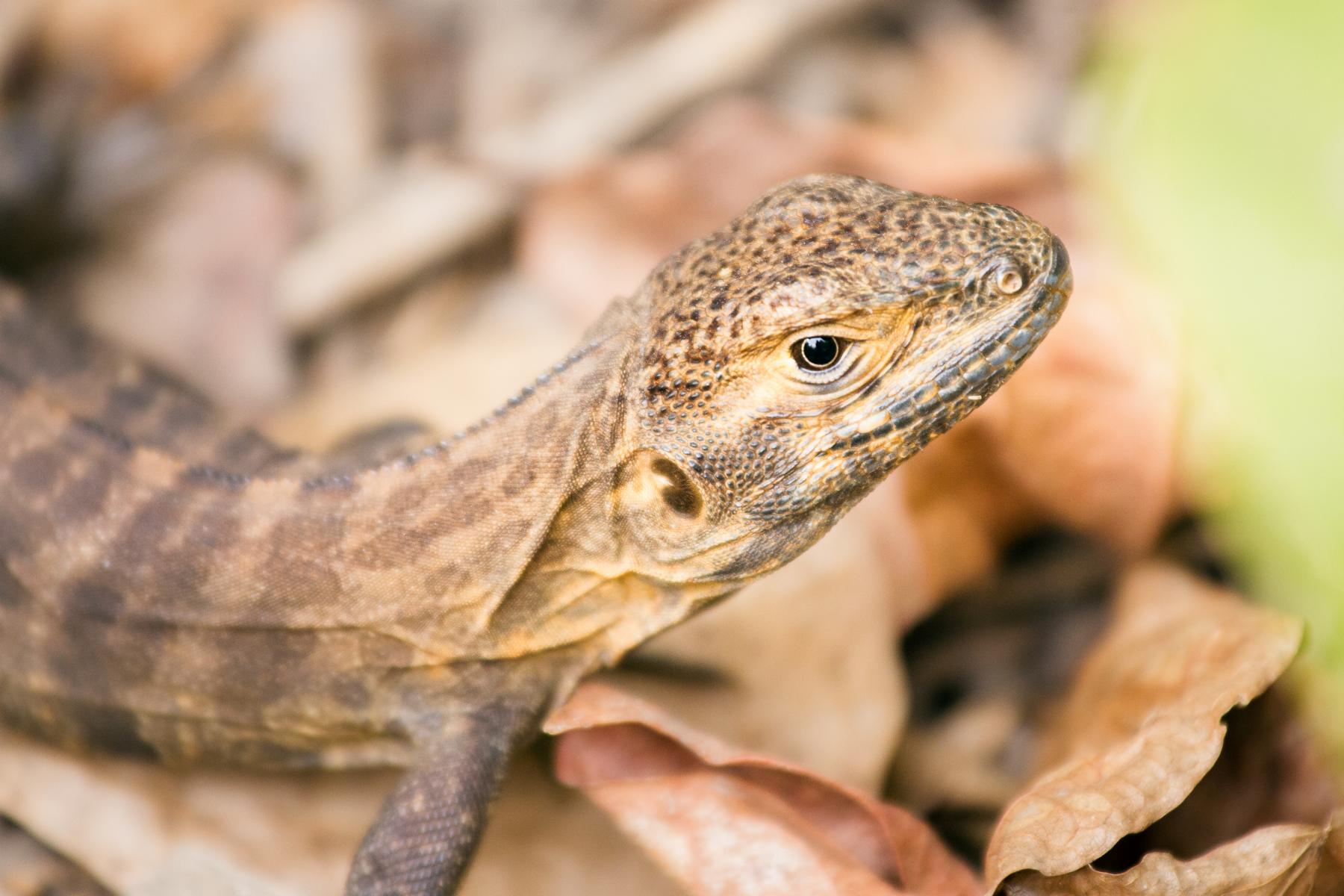 Leguana Isla Iguana Panama