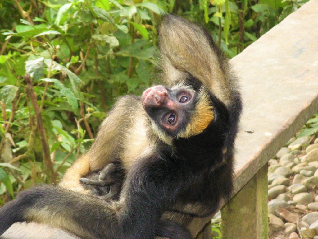 Tierauffangstation Dschungel Ecuador Reise