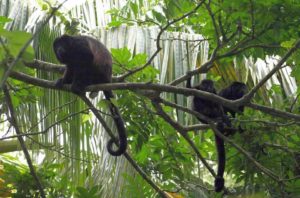 Brüllaffe Regenwald Costa Rica Reise
