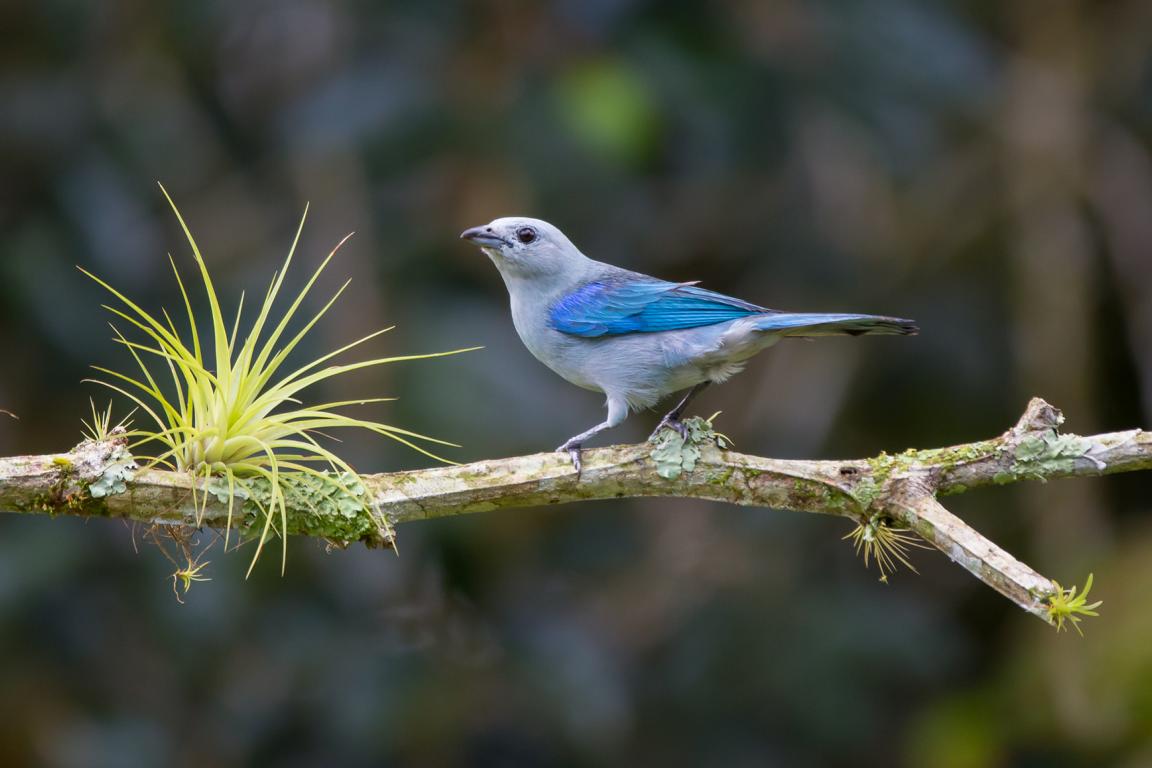 Vogel Blau Grauer Tanager Costa Rica Reise