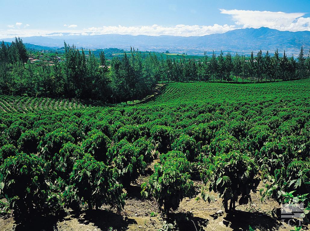 Plantage mit kaffee in Costa Rica