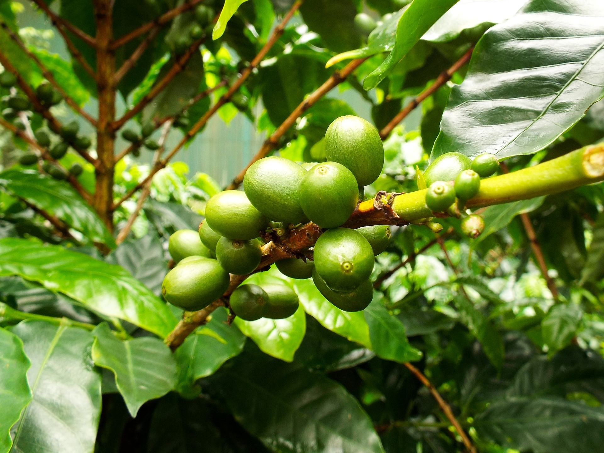 Costa Rica mit dem E-Bike_Kaffeeplantage