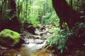 Fluss im Regenwald Darien in Panama
