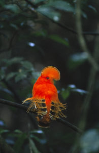 Cock of the Rock Guyana Reise