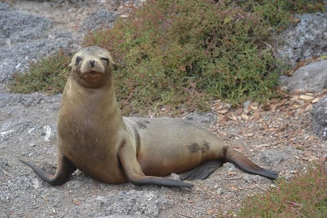 Seelöwe Galapagos Reise