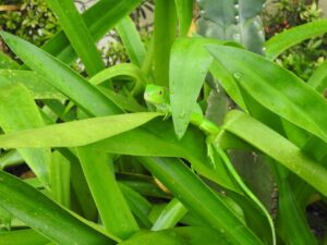 Costa Rica alleine als Frau