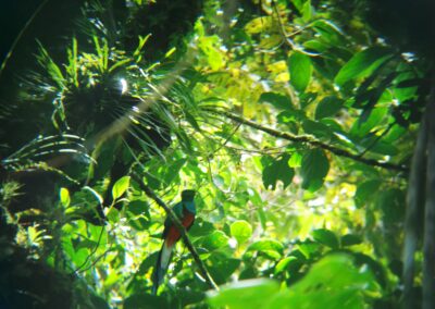 Panama Quetzal Vogel