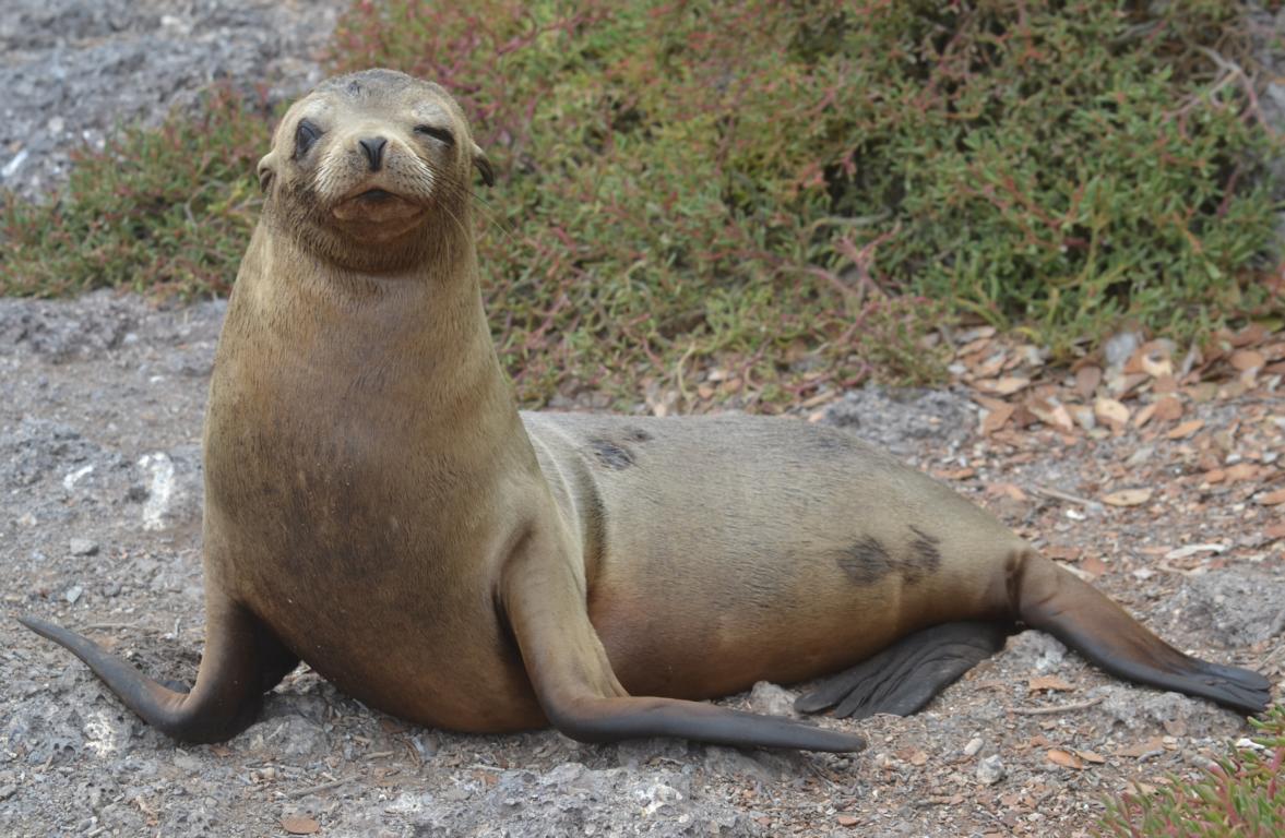 Beste Reisezeit Galapagos-Inseln