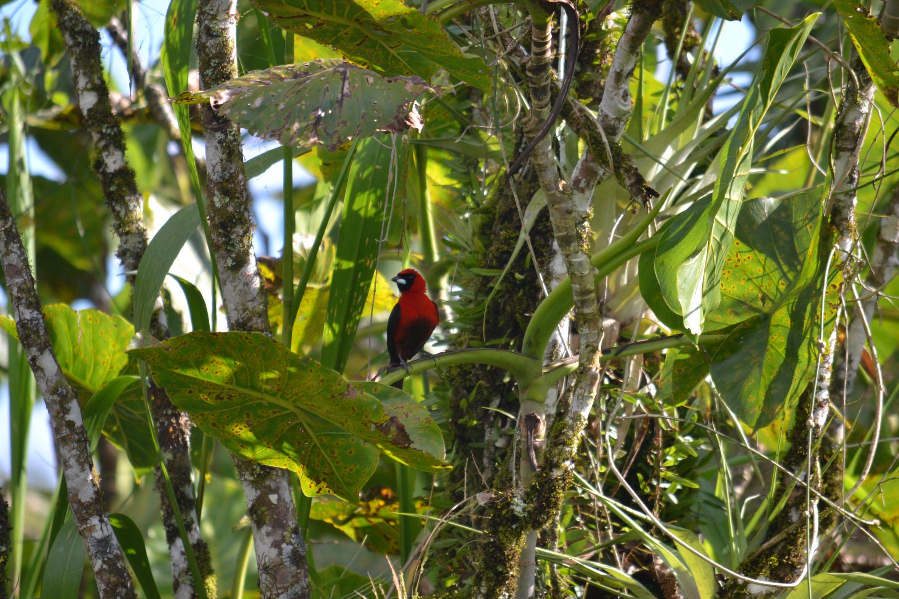 Beste Reisezeit Amazonas Ecuador