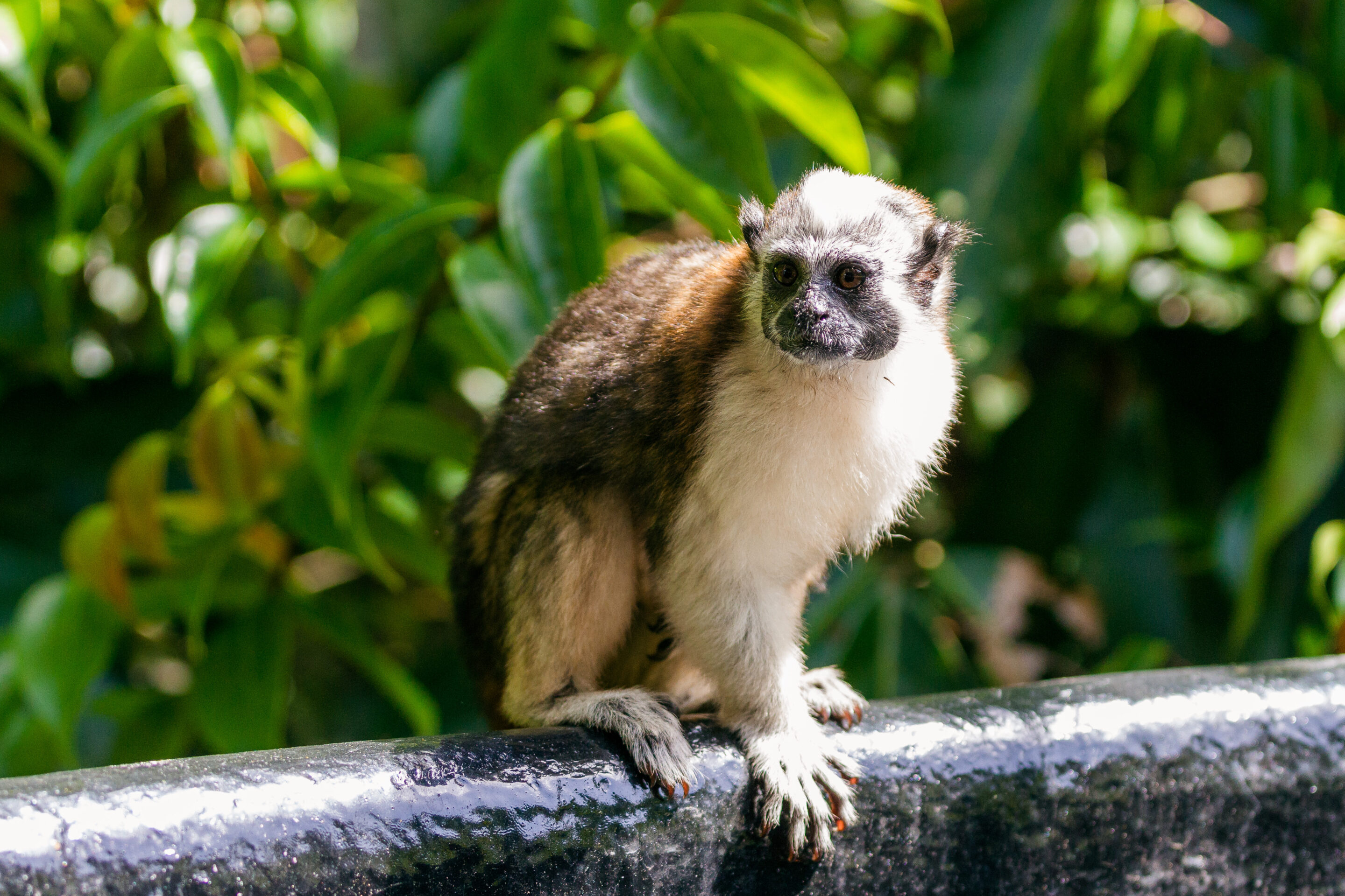 Nationalpark Soberania Tagesausflug Panama
