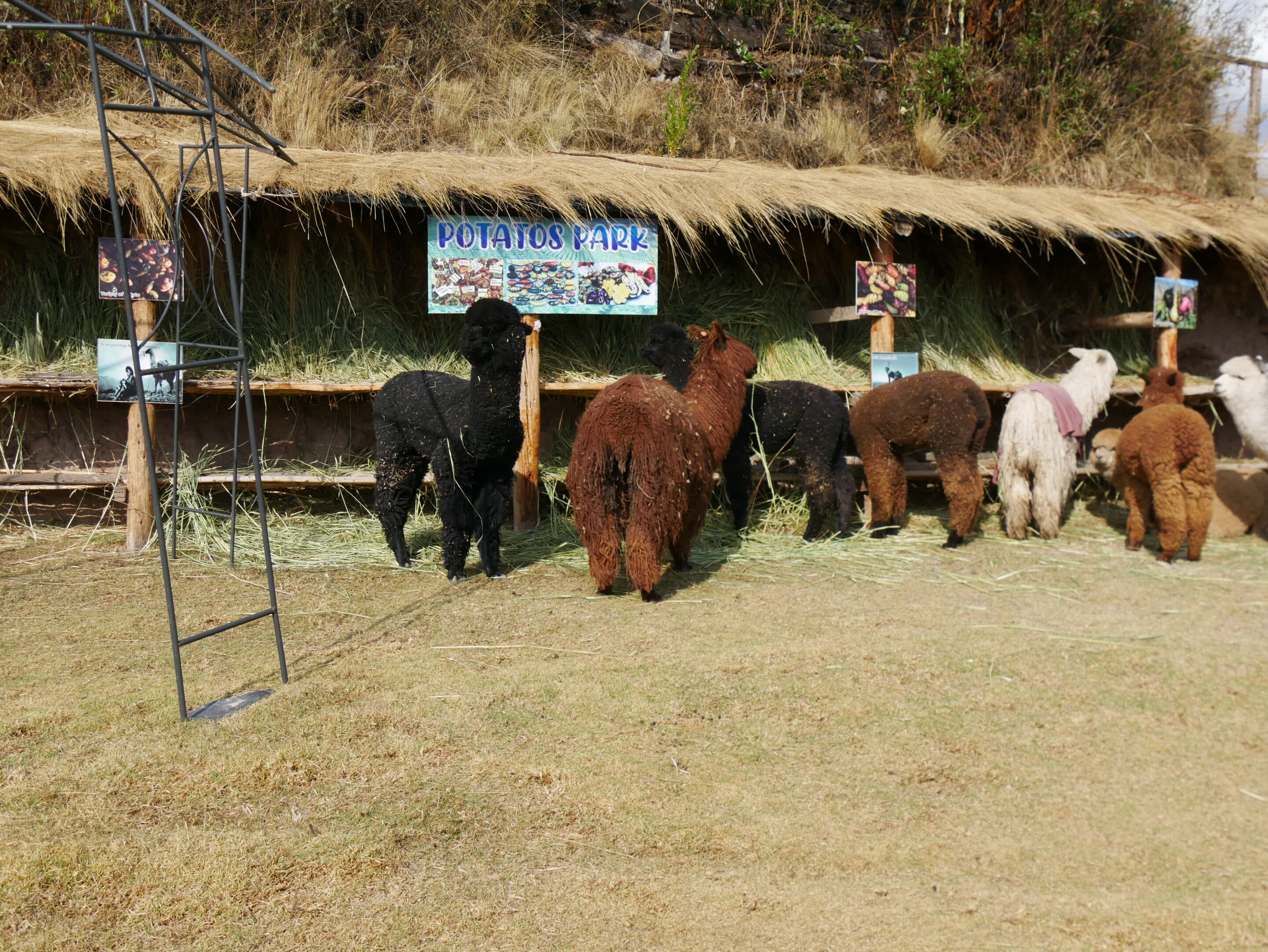 Lamas Wolle Peru2