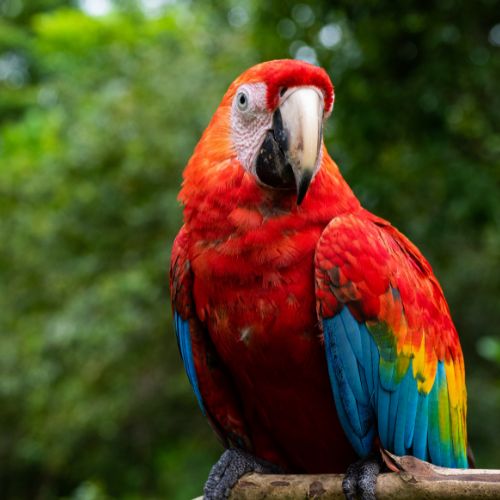 Canva Bilder für Otto Tours Mythos Amazonas Ara Peru