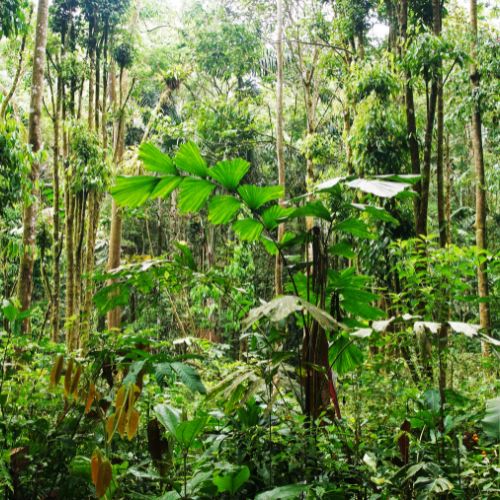 Canva Bilder für Otto Tours Mythos Amazonas Dschungel