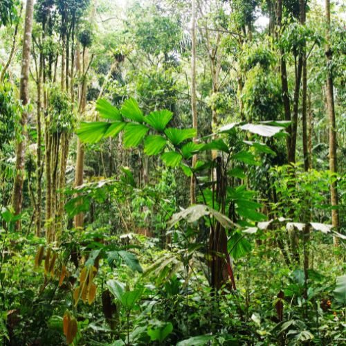 Canva Bilder für Otto Tours Mythos Amazonas Dschungel