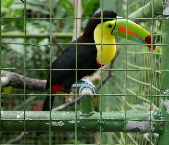 Costa Rica Tierrettungsstation Projecto Asis 7