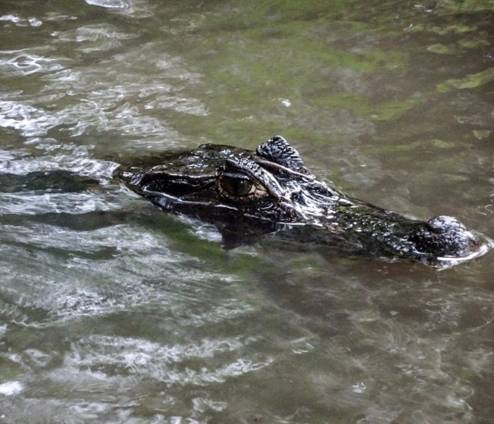 Costa Rica Tortuguero20