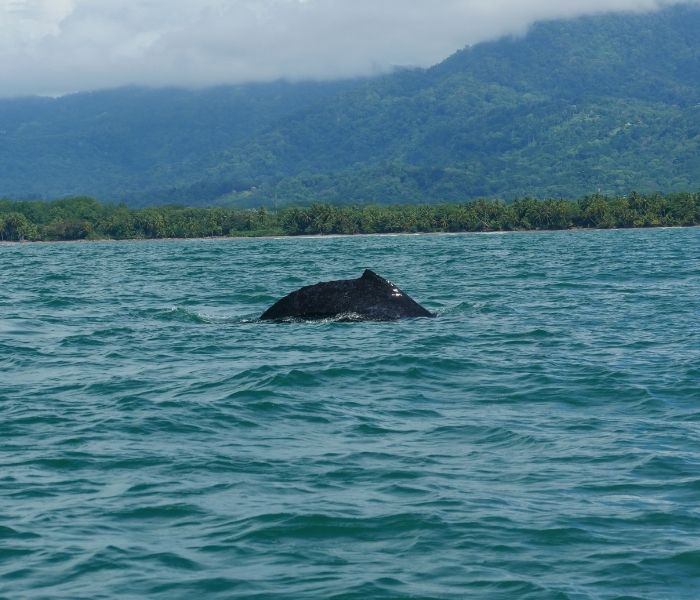 Costa Rica Uvita2