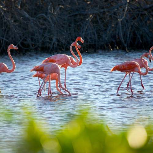 Maya Mexiko Guatemala Belize Celestún Flamingos Mexiko