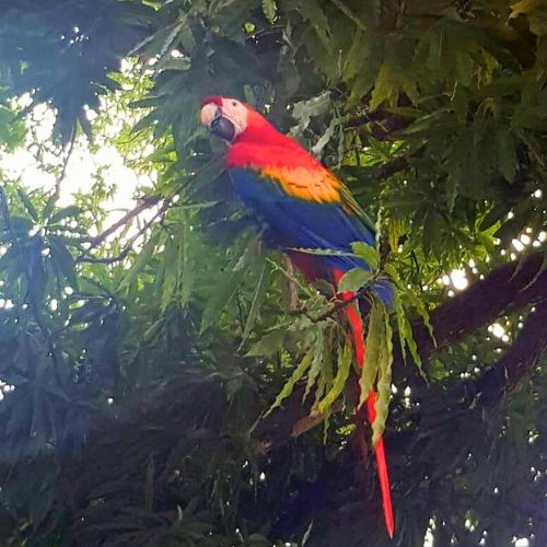 Reisebaustein Tortuguero Papagei
