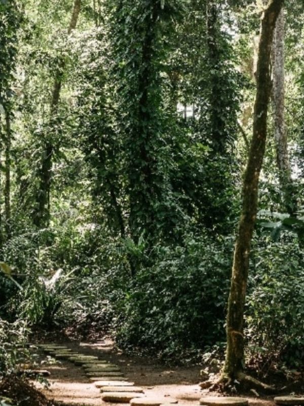 Reisebaustein Tortuguero Costa Rica 600x800