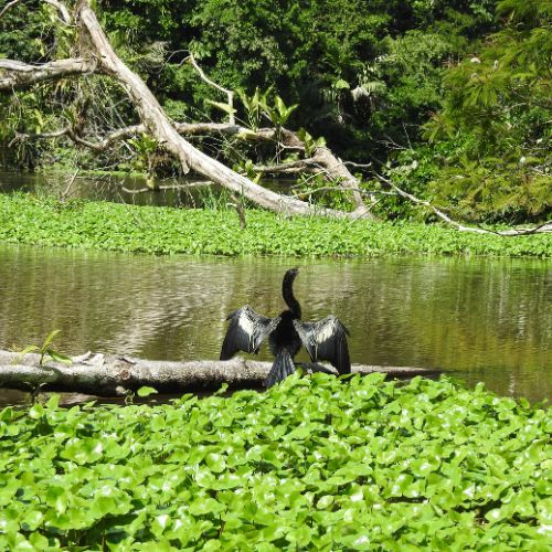 Reisebaustein Tortuguero