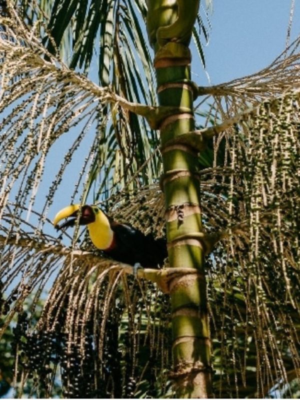 Reisebaustein Tortuguero Costa Rica 600x800