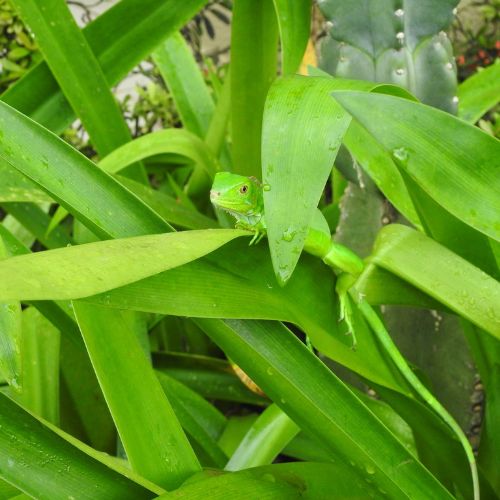 Reisebaustein Tortuguero
