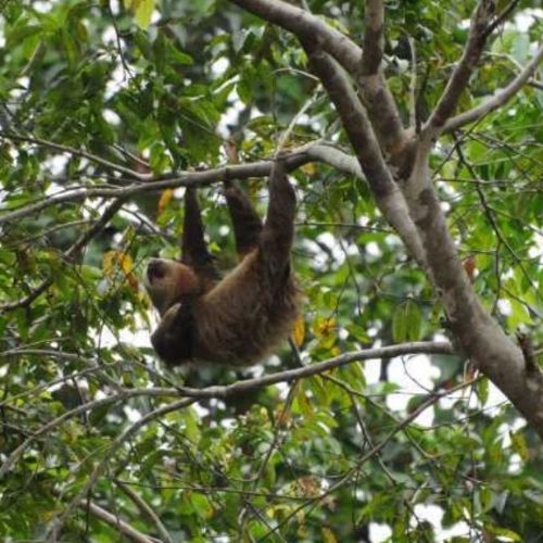 Reisebaustein Tortuguero 
