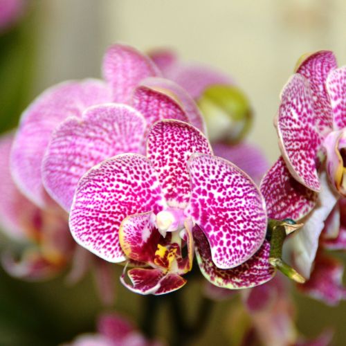 Ecuador Aktiv Ottotours Orchideen