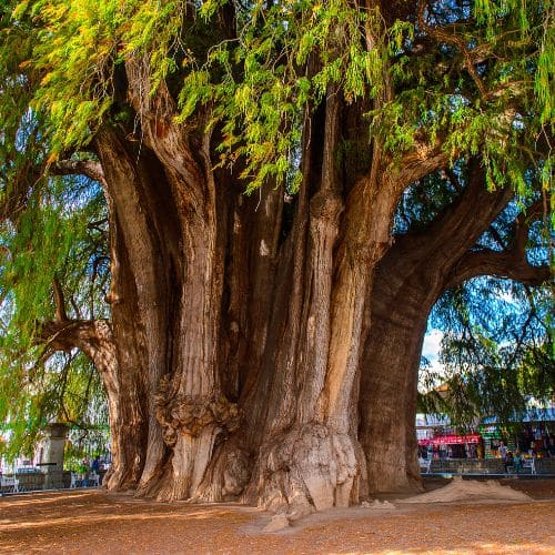 El Arbol del Tule Mexiko Pur Ottotours