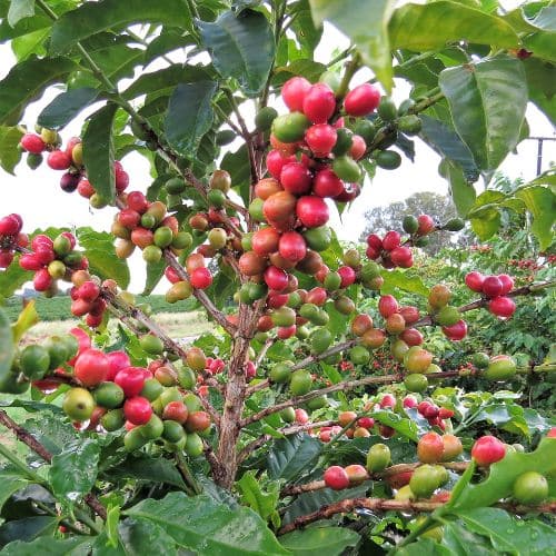 Kaffeeplantage Mexiko Pur Ottotours