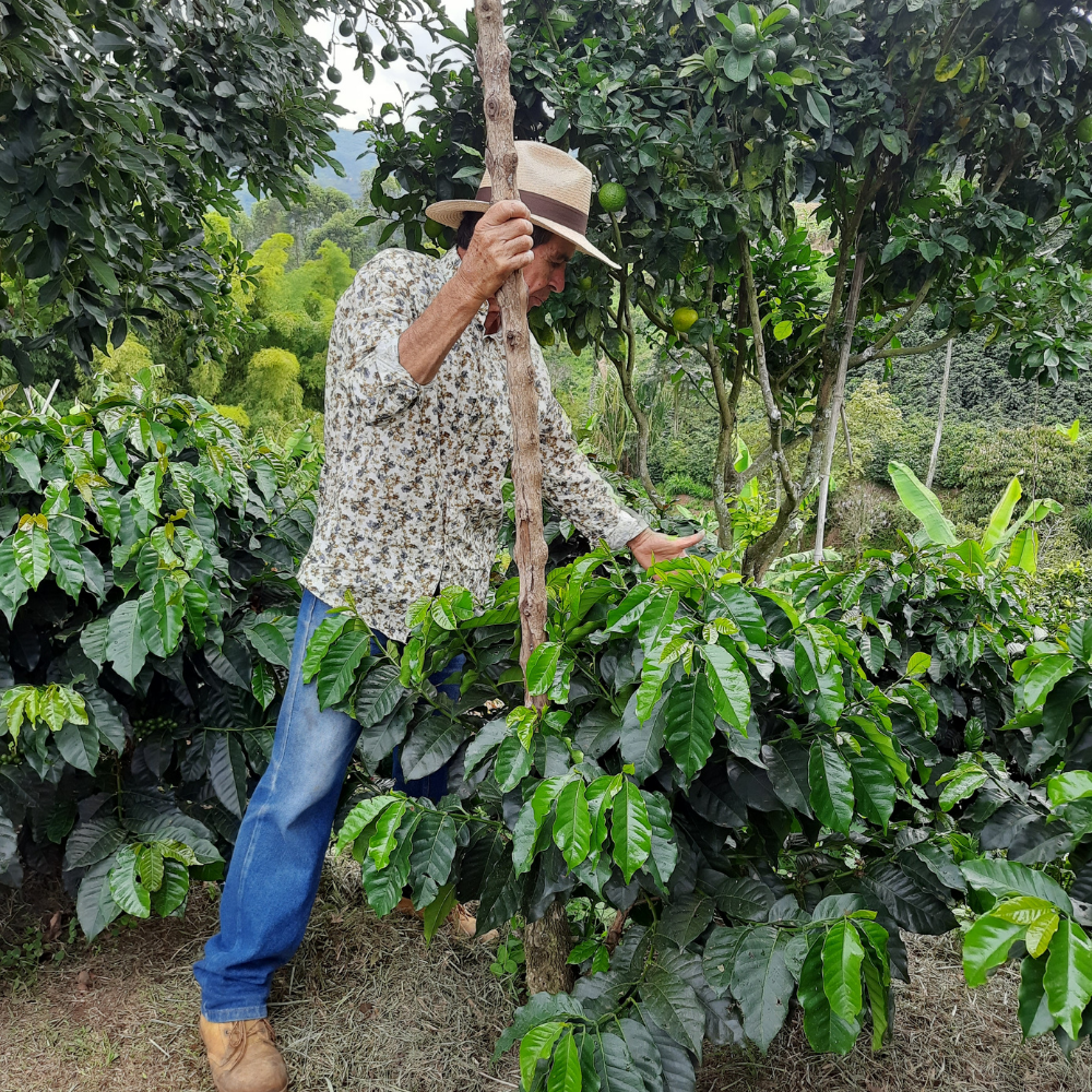 Lena Bilder Kolumbien Jardin Kaffeefarm