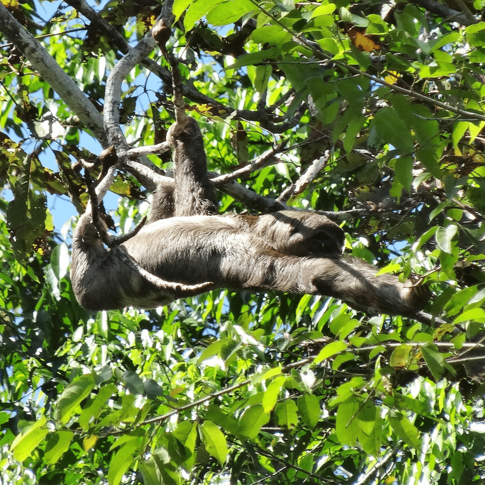 Faultier Heliconia Lodge Peru