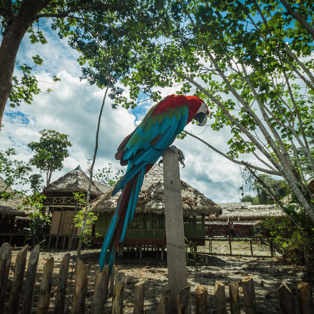 Heliconia Lodge Peru