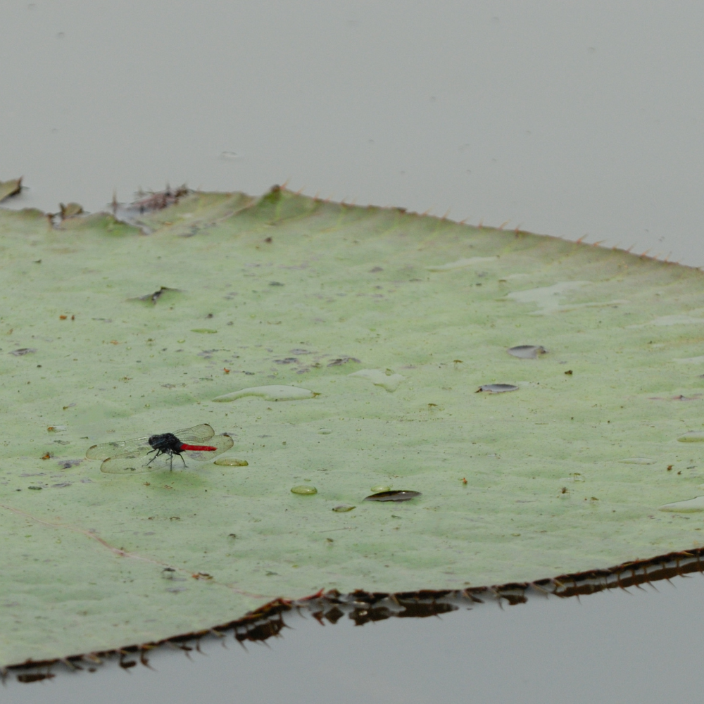 Amazonas Bild Kontour Travels