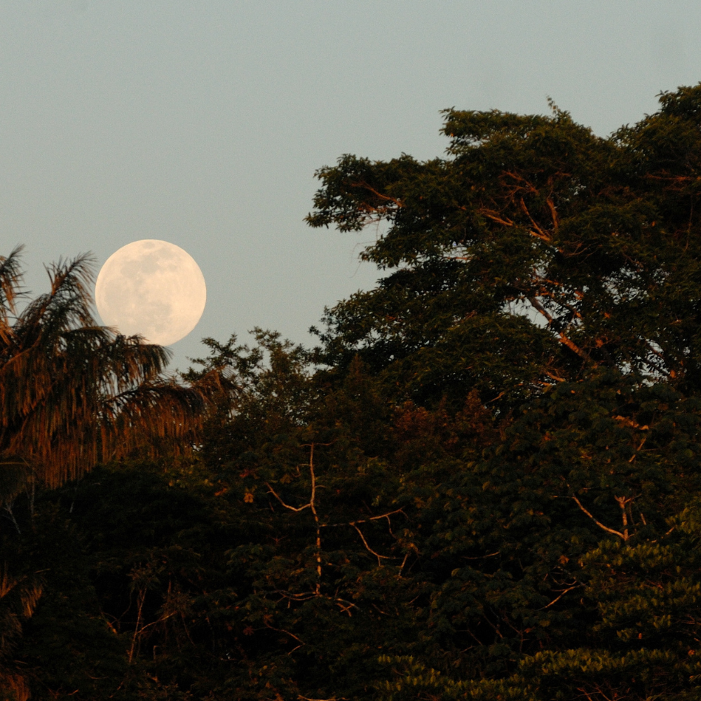 Amazonas Bilder Kontour Travels